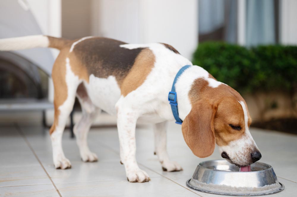 pet drinking from water bowl